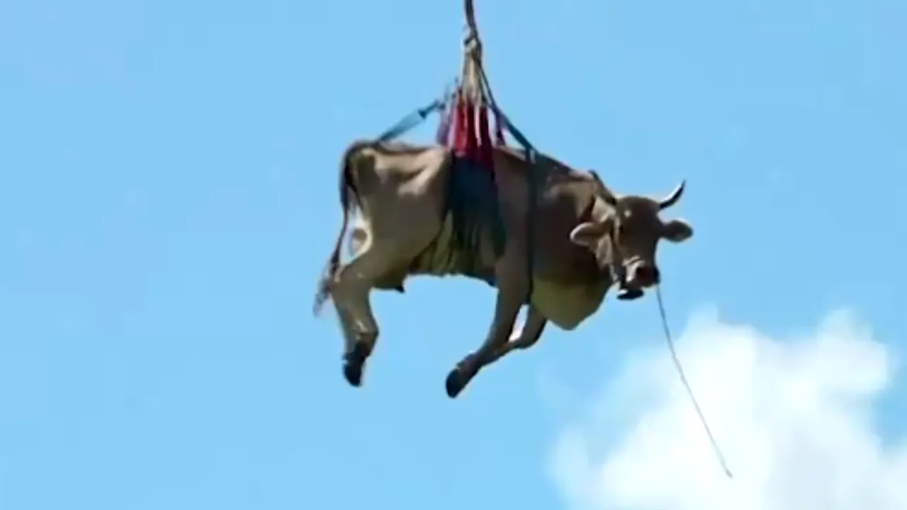 VIDEO | Cu vaca în elicopter