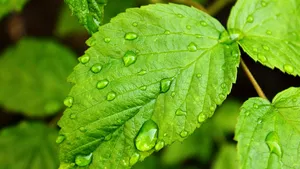 Plantele „aud” ploaia și germinează cu 35% mai repede odată cu sunetul picăturilor