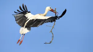 A început recensământul berzelor albe din România