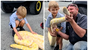 VIDEO | Spaima vieţii: O femeie din Australia s-a trezit cu un piton uriaş în pragul casei