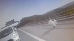 VIDEO. O lebădă a fost găsită vinovată pentru blocarea traficului pe o autostradă