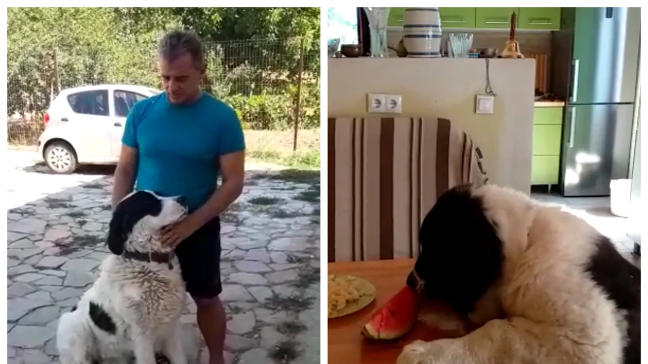 Viaţă mai lungă şi împlinită, alături de prietenii patrupezi. Câinii le aduc stăpânilor fel de fel de avantaje