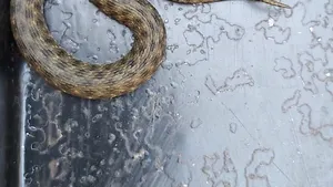 Locatarii unui bloc din Constanţa au chemat jandarmii pentru că au găsit un şarpe în scară 