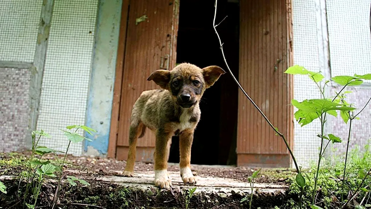 Maidanezii de la Cernobîl. Cum trăiesc sute de câini în zona de excludere a dezastrului nuclear/ Animalele abandonate şi-au format propria comunitate | FOTO