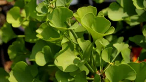 Suplimentul ginkgo biloba poate provoca accidente cerebrale