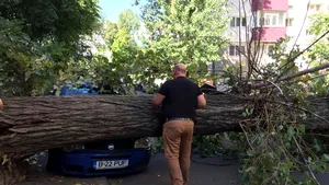 FOTO | Un copac a căzut peste trei maşini, în Sectorul 3 al Capitalei 
