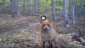 România, în sălbăticie. Vulpea cea curioasă, IMAGINI inedite suprinse în mijlocul naturii | VIDEO