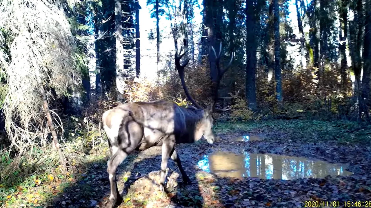 VIDEO Imagini spectaculoase în sălbăticie. Gestul unui cerb, surprins într-un peisaj feeric