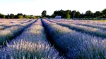 Vești bune pentru micii fermieri, dar și floricuriltori: statul oferă noi finanțări de 113 milioane de euro