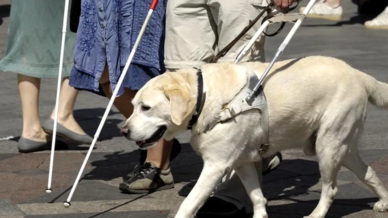 Acces liber pentru câinii ghizi ai persoanelor cu dizabilităţi. Legea a fost promulgată