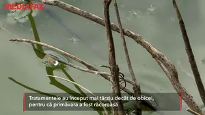 Un fleac, ne-au ciuruit: o nouă vară printre ţânţari 
