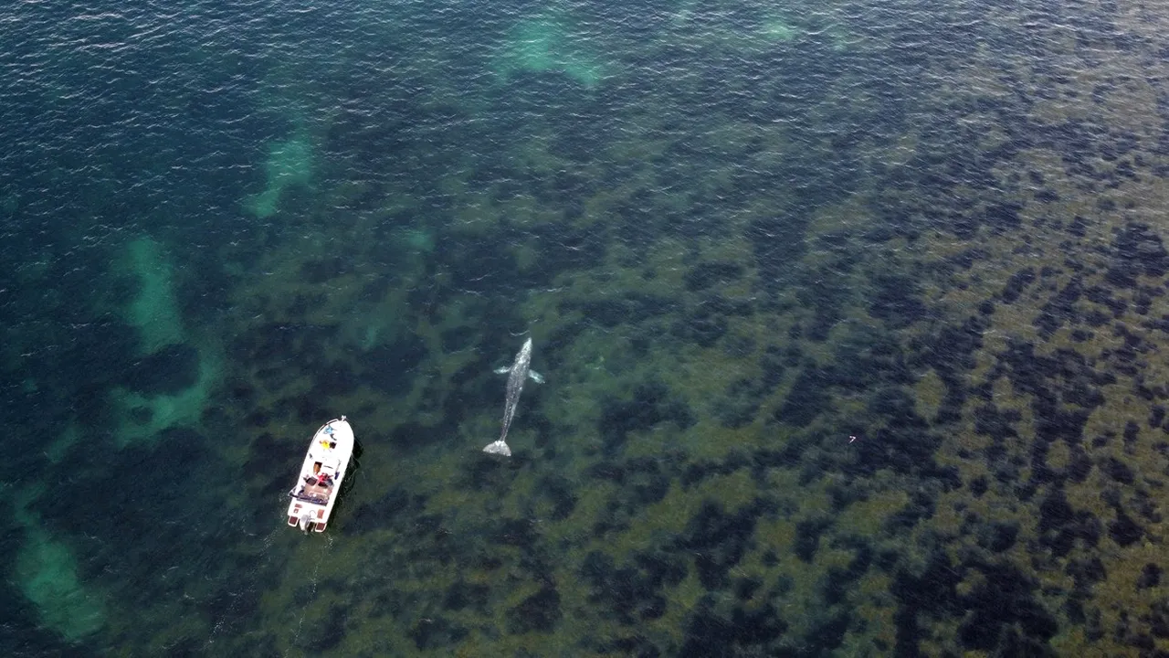Cursă contra cronometru: O balenă cenuşie înfometată încercă să iasă din Marea Mediterană după ce s-a rătăcit. Cum explică biologii situaţia