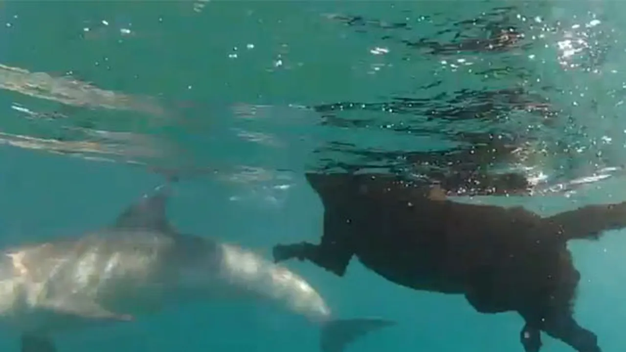PRIETENIE INEDITĂ: Un labrador înoată alături de delfini - FOTO, VIDEO