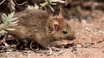 Australia, îngrijorată de impactul invaziei de șoareci asupra aprovizionării cu alimente
