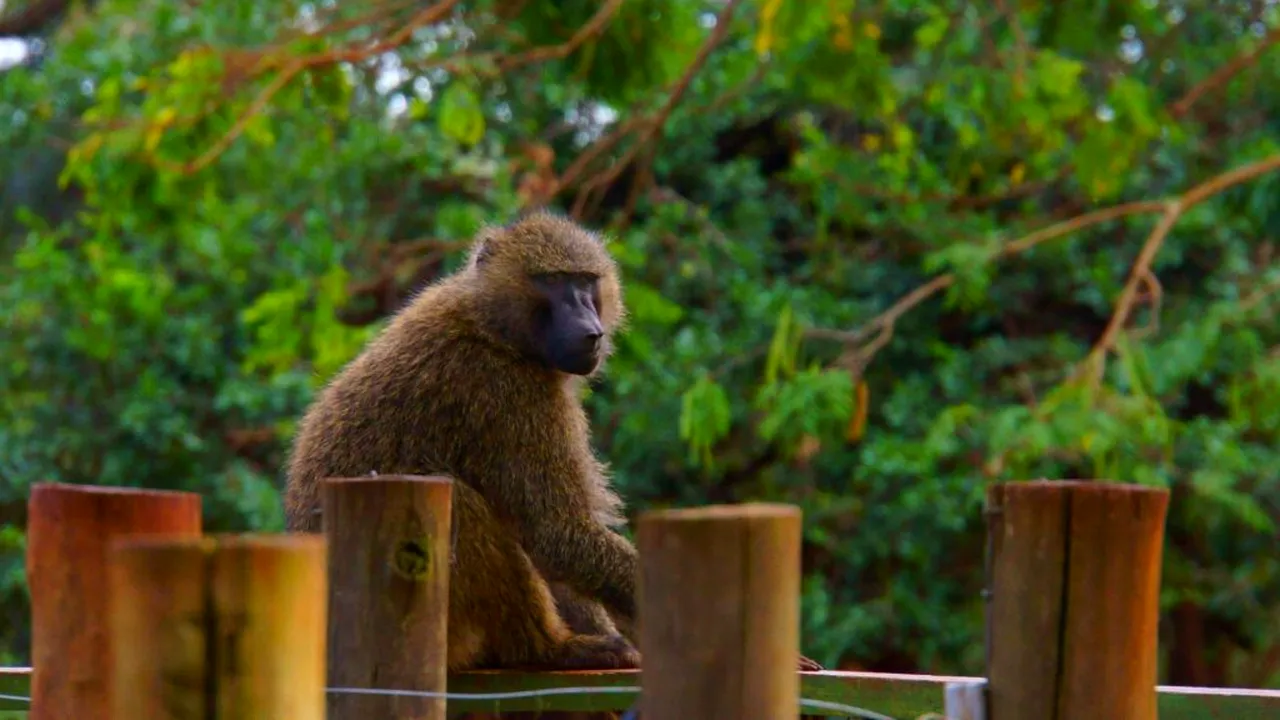 Cum a reacționat o femeie atunci când a întâlnit în bucătăria casei ei o maimuță care fura fructe