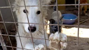 Un mare oraş din China interzice consumul de câini şi pisici după epidemia de coronavirus