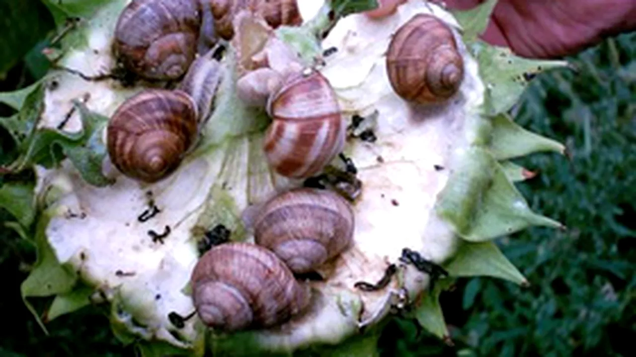 Romanian Snail Breeders Mull Opening Processing Unit