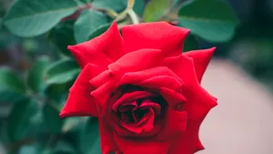 MESAJE de Sfinţii Constantin şi Elena 2019. Ce urări le puteţi face celor dragi 