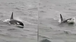 Balena care a rătăcit pe Sena a fost găsită moartă