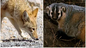 Ipostaza neobişnuită în care au fost surprinşi un coiot şi un bursuc. VIDEO