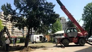 Un copac uriaş, de 6,6 tone, a fost salvat de la tăiere de angajaţii Spitalului Timişoara/ Operaţiunea anevoioasă de strămutare a arborelui | VIDEO