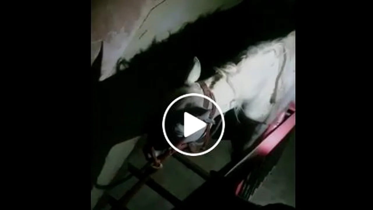 Cal găsit în bucătăria unei garsoniere de la etajul patru al unui bloc din Satu Mare