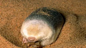 Creatura bizară, fără ochi şi urechi, care trăieşte îngropată în nisip. FOTO