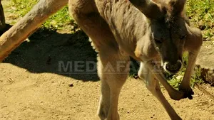 INCREDIBIL. Un bărbat s-a luptat cu un cangur pentru a-şi salva câinele 