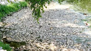 Peştii de apă dulce sunt în declin „catastrofal”. 80 de specii au dispărut