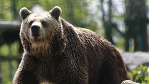 Dâmbovița: A fost semnalată prezența unui urs în Pucioasa. Autoritățile au emis RO-Alert
