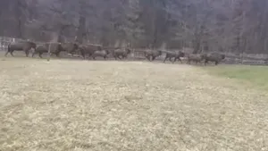 VIDEO Turmă de zimbri, filmată când sare gardul unei proprietăţi din Neamţ