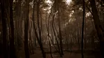 Paradox în natură: Un gândac este atras de incendiile de pădure. De ce este important pentru știință