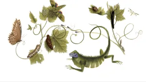 MARIA SIBYLLA MERIAN, sărbătorită de GOOGLE printr-un logo special - VIDEO