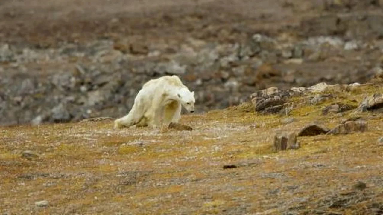 VIDEO sfâşietor. Imaginile în care un urs polar moare de foame explică adevăratul impact al încălzirii globale