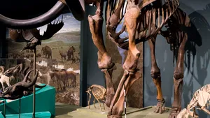 15 milioane de dolari pentru reînvierea mamutului lânos, dispărut în urmă cu 4.000 de ani