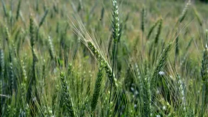 Fermierii Europei trec pe „tura de noapte” din cauza caniculei. Recoltele scad, iar vechile calendare agricole nu mai funcționează