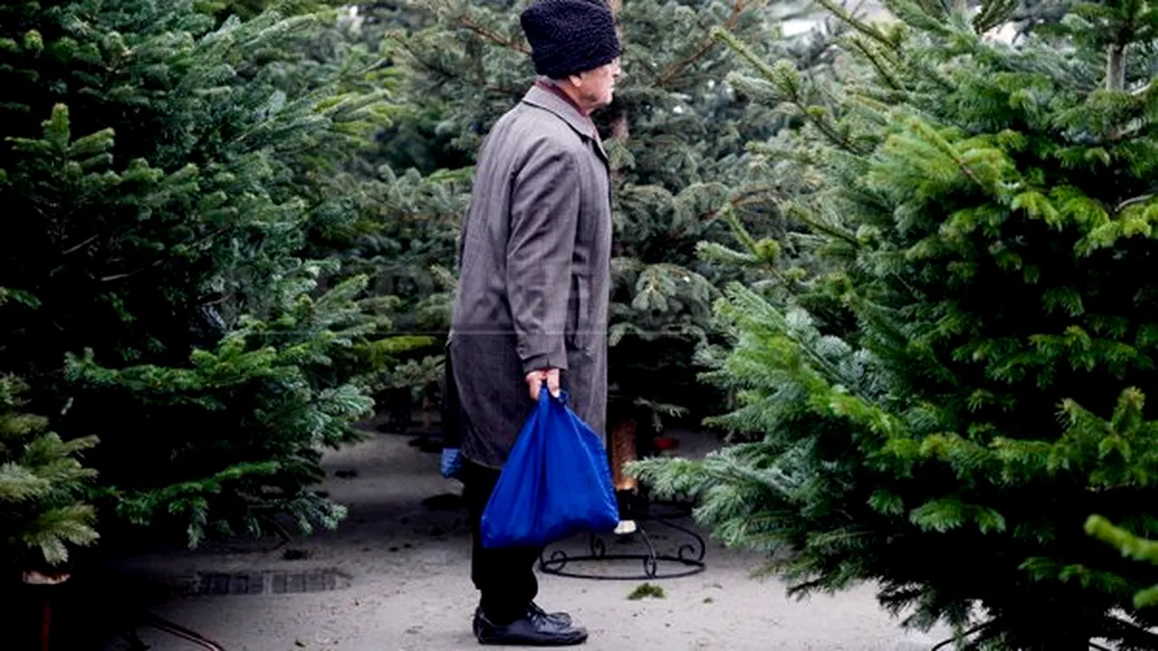 PREŢUL BRADULUI DE CRĂCIUN: Oferta în pieţele bucureştene este variată, dar comercianţii se plâng că este cea mai slabă vânzare