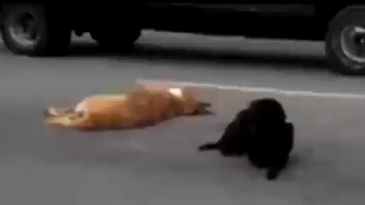 IMAGINI EMOŢIONANTE: Un câine nu şi-a părăsit prietenul care a fost călcat de maşină - VIDEO
