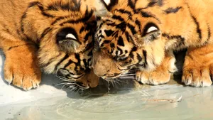 Veste bună de la o grădină zoologică din Oklahoma. S-au născut gemeni de tigru de Sumatra, rasă pe cale de dispariţie critică