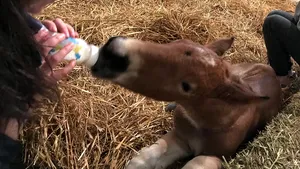 Cai şi ponei bolnavi din toată ţara, TRATAŢI în singurul 