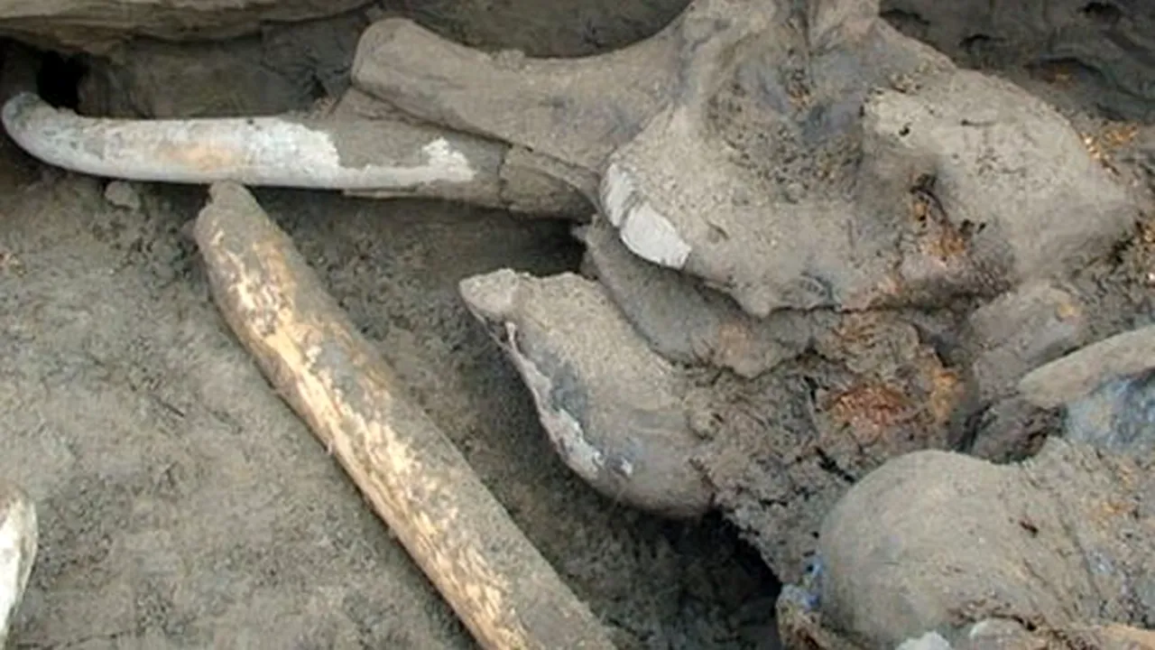 Un băiat în vârstă de 11 ani a descoperit un mamut într-o stare de conservare excepţională