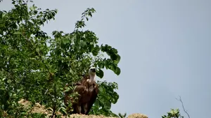 IMAGINI RARE: Un vultur pleşuv, surprins în premieră în zona portului din Orşova| FOTO