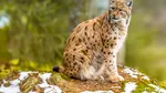 Suceava: Un râs ținut ca animal de companie a scăpat pe străzile orașului Fălticeni