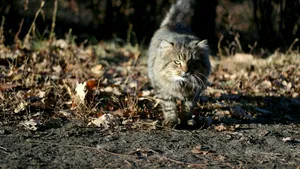 Pisicile sălbatice europene ar putea reveni în Anglia după un secol