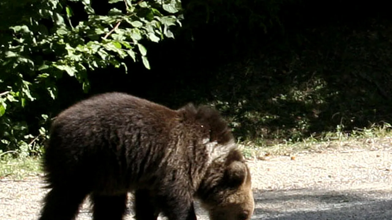 Invazie de urşi într-o comunitate din Vrancea. Localnicii cer ajutorul autorităţilor