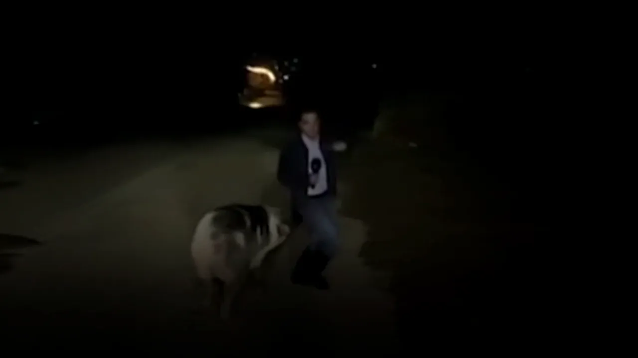VIDEO| Jurnalist fugărit insistent de un porc în timpul unei transmisiuni live