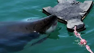 Motivul pentru care un rechin a atacat un bărbat care înota