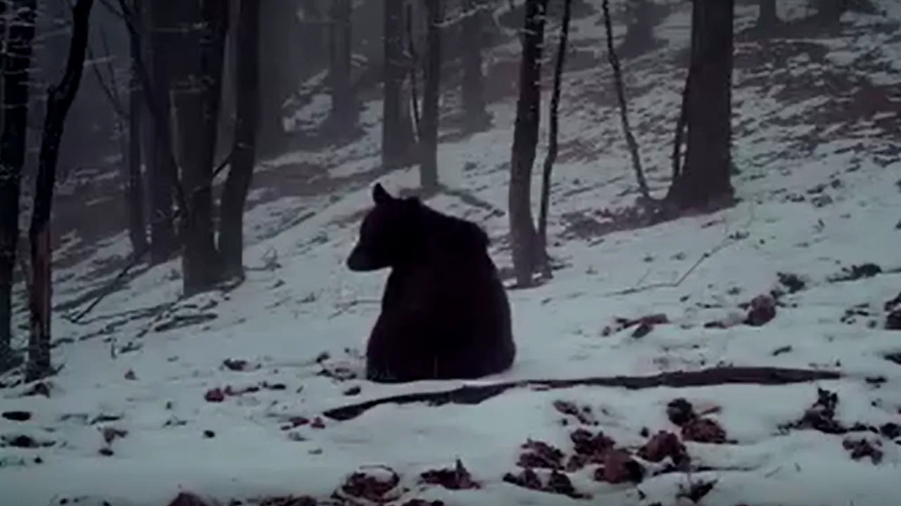 VIDEO Ursul acrobat din Parcul Natural Putna: Animalul a fost surprins în timp ce se joacă şi face tumbe prin zăpadă