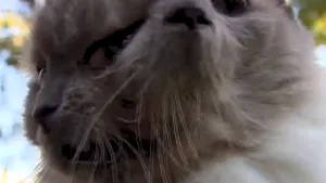 Înspăimântător sau drăgălaş? Cum arată cea mai vârstnică pisică cu două capete din lume - VIDEO