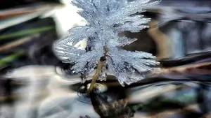 Spectacolul naturii într-o pădure din Bacău. Flori de gheaţă, fotografiate de un angajat Romsilva